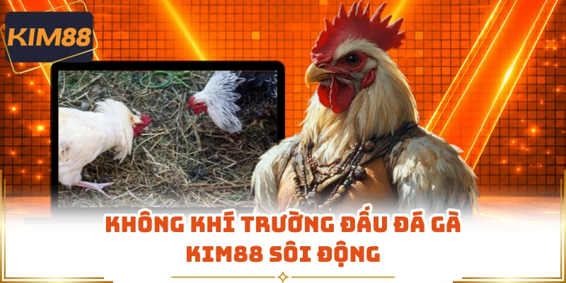 Không khí trường đấu đá gà KIM88 sôi động